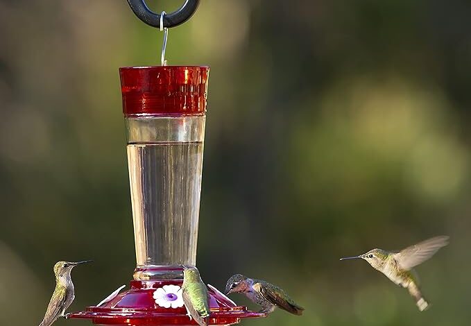 The Best Ruby Breasted Hummingbird Feeder