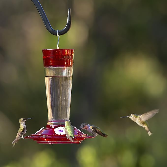 The Best Ruby Breasted Hummingbird Feeder